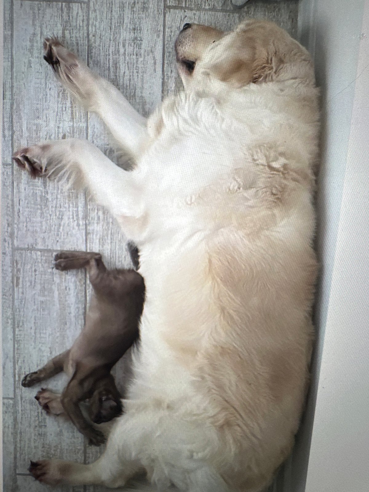 Quiet morning moments: pets resting, coffee brewing at home