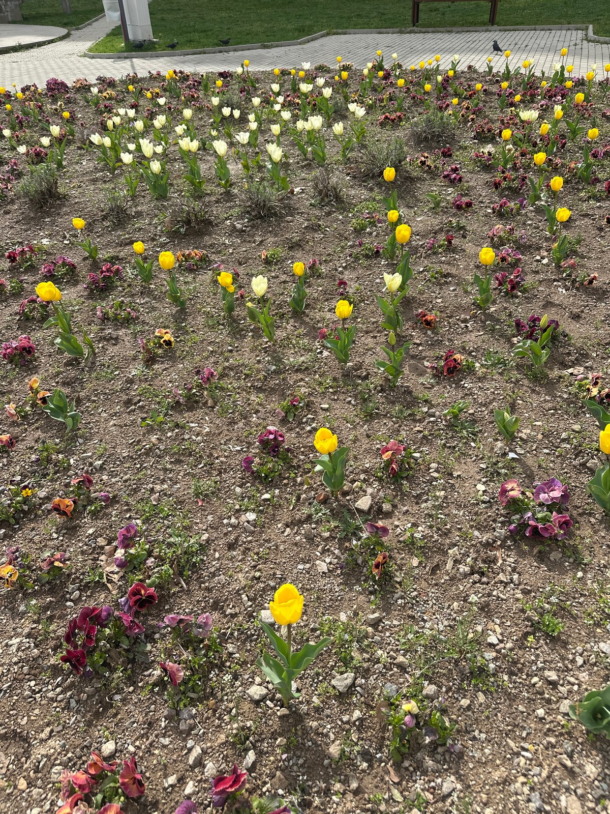 Dog walks past spring flowers in Sliven Bulgaria