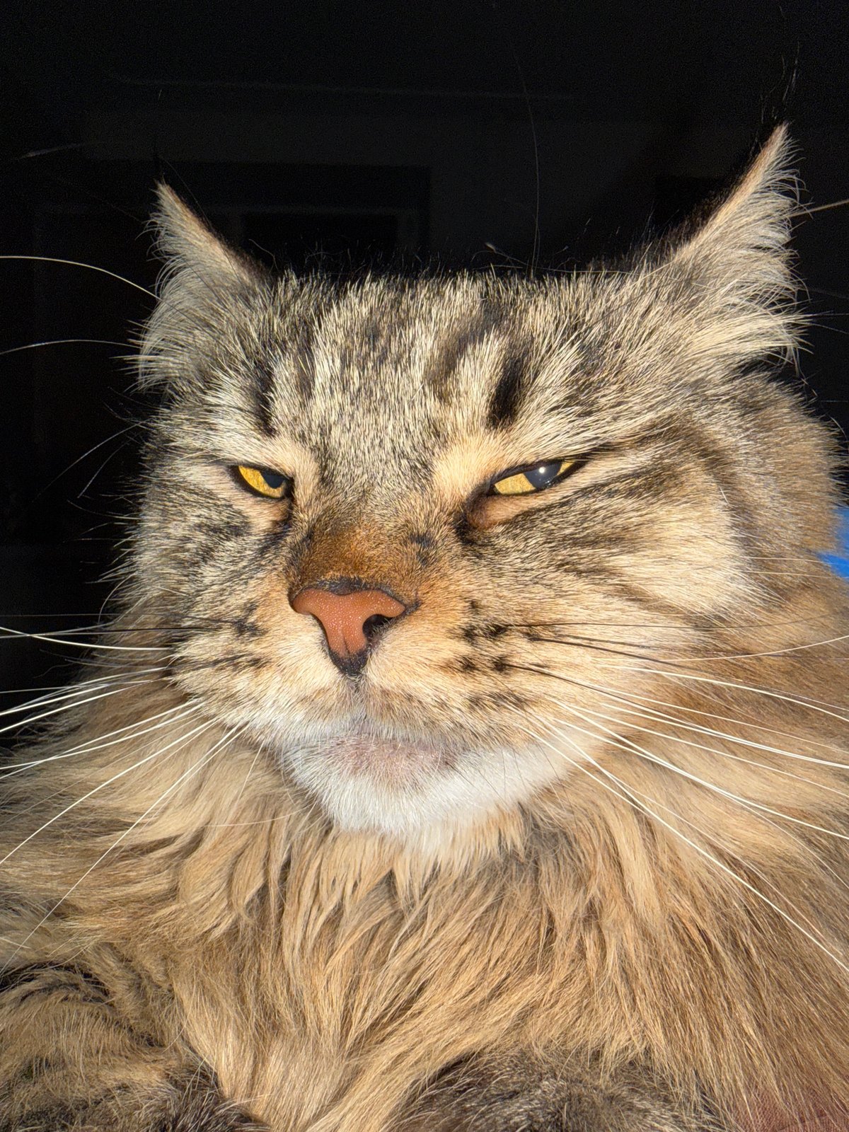 Close-up cat photos captured in Izhevsk, Russia