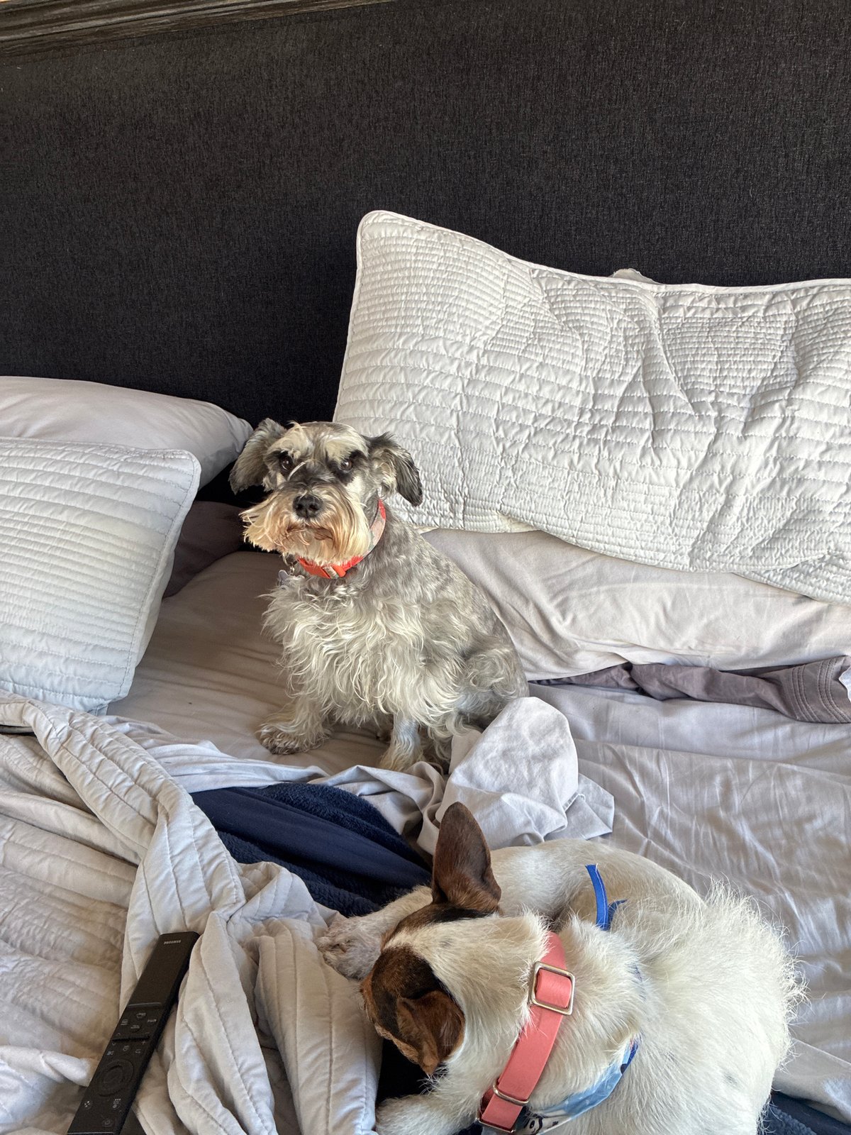 Two dogs rest on bed in Huixquilucan, Mexico