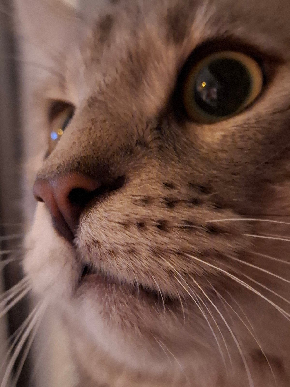 Tabby Cat Enjoys Quiet Evening at Home in Serbia