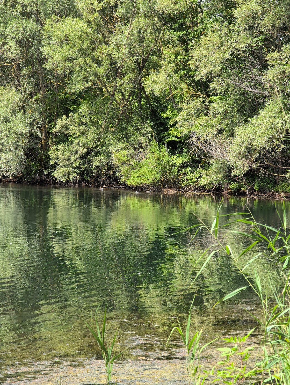 Fishing the lakeside in Petershagen on a summer morning