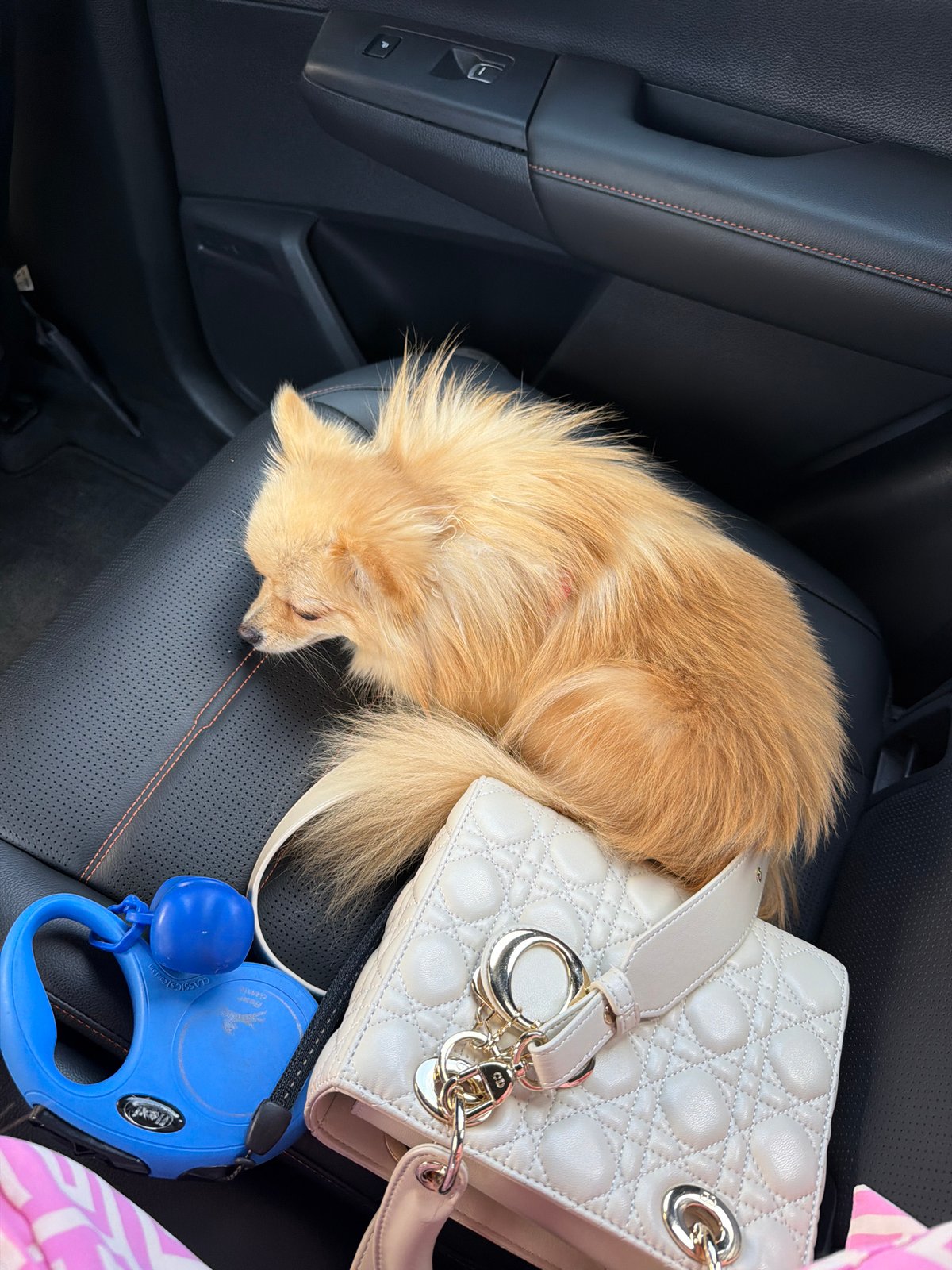 Pomeranian naps on a leather car seat in rural Bulgaria