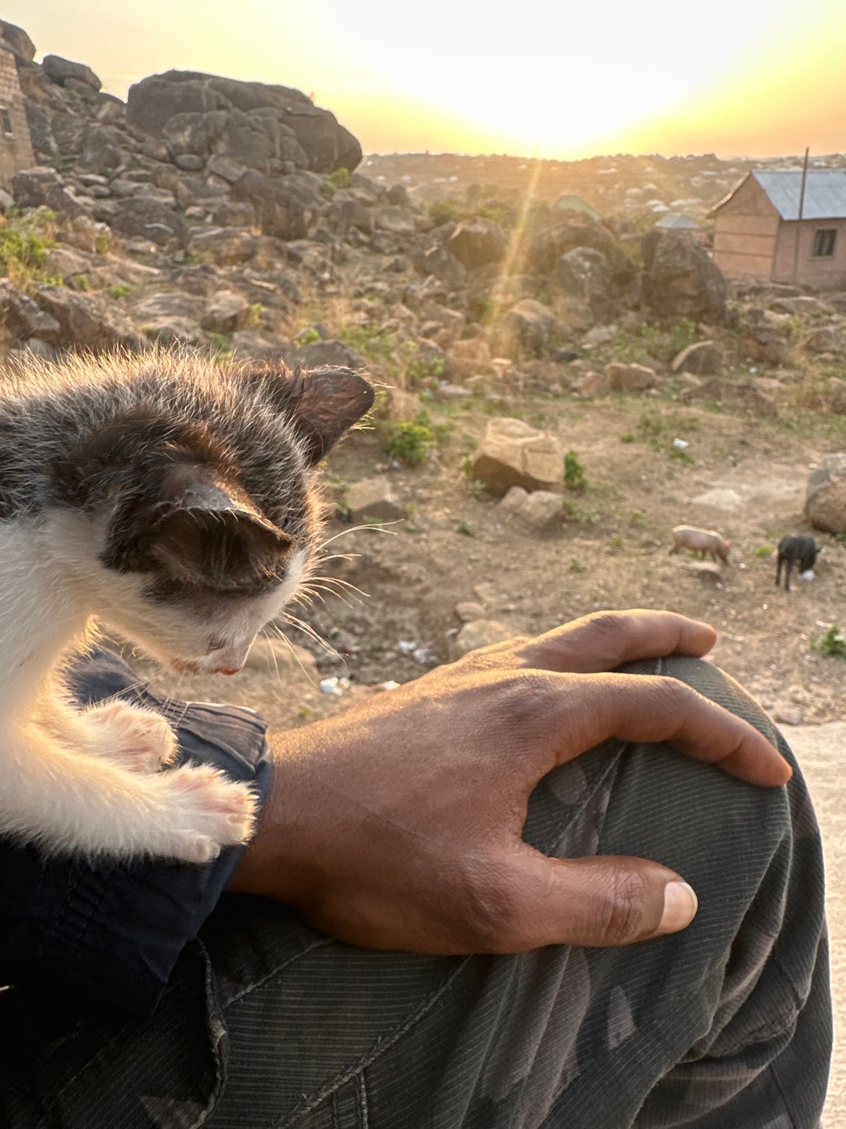 Casual moments captured in Jos: kitten, foraging pigs