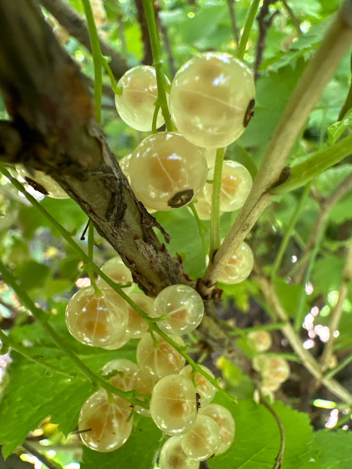 White and blackcurrants on the bush, harvest underway