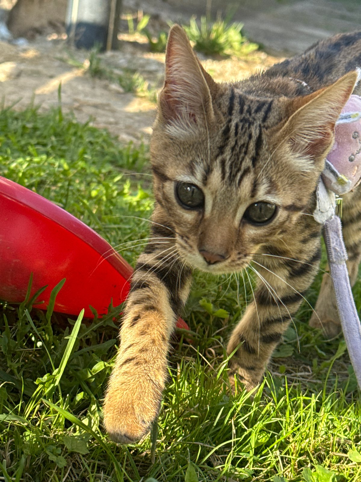 Two leashed cats in decorative harnesses explore a backyard in Rzhev