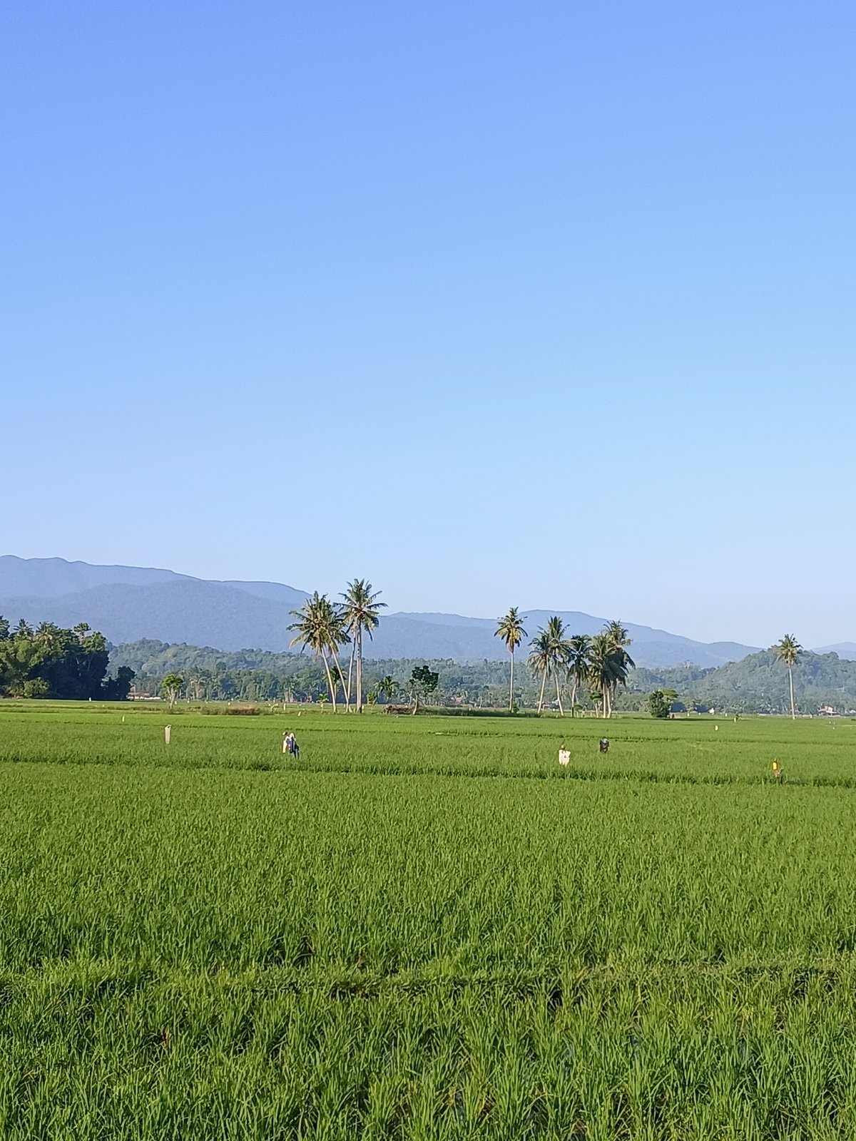 Lush rice paddies stretch out under clear skies in Kampungjumpa
