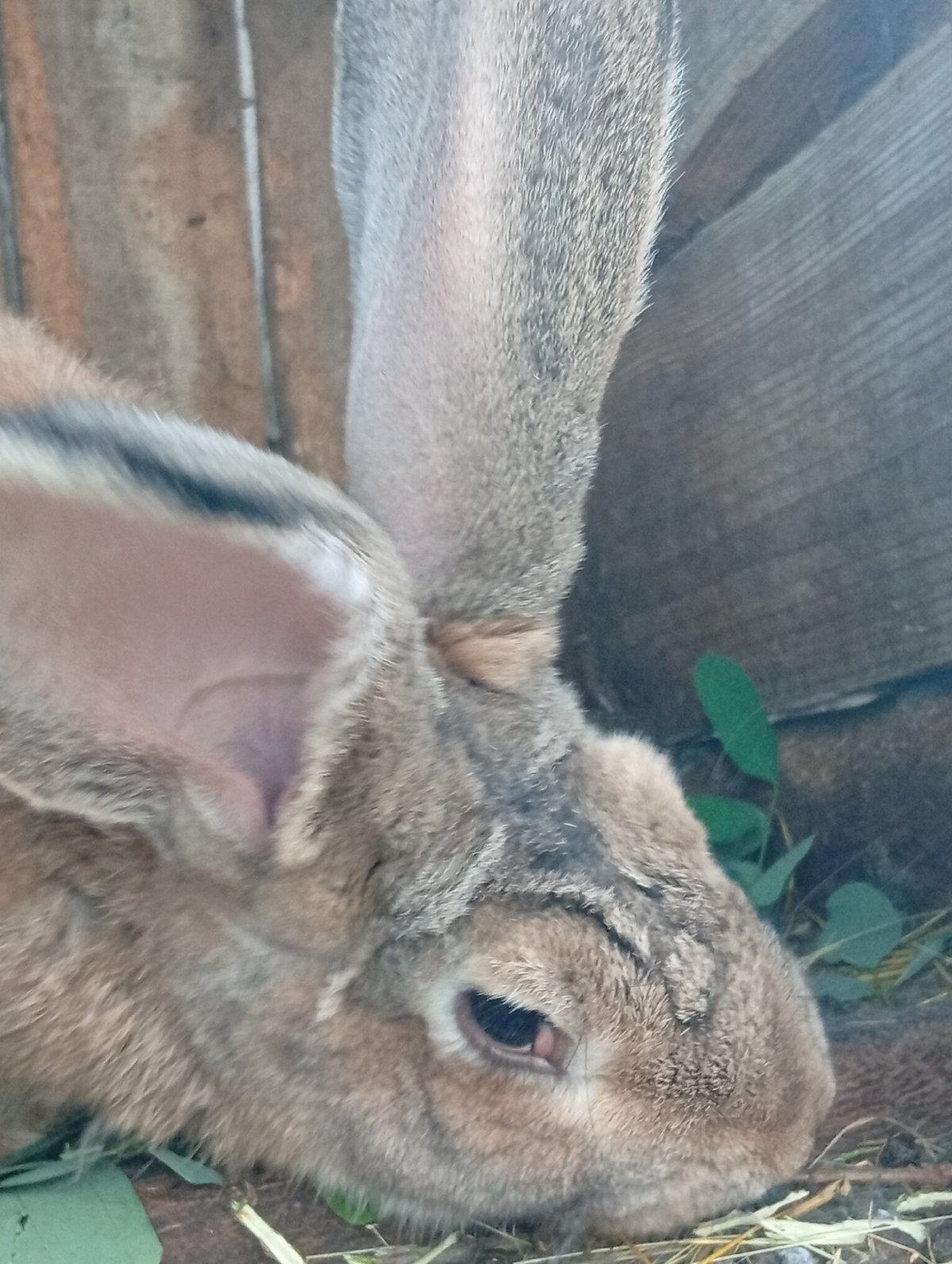 Midsummer garden life: animals, flowers, and ripening fruit