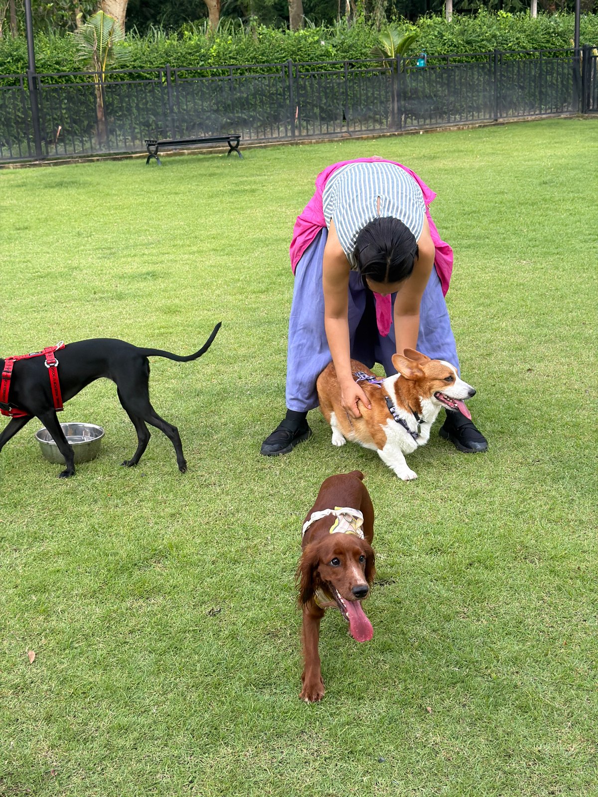 Dog owners gather for morning socialization at Tha Sala park