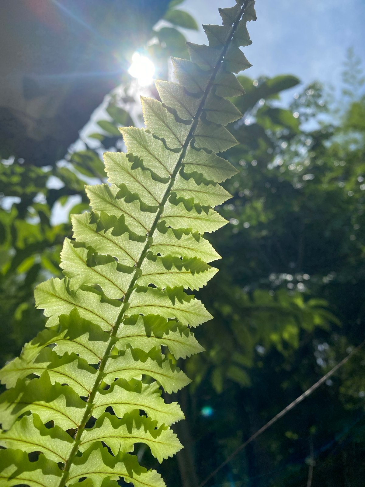 Botanical photography and sun halo sighting in Koh Phangan