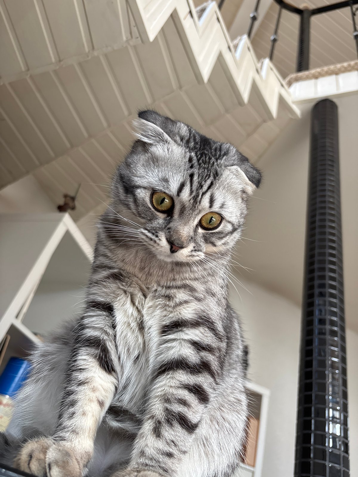 Morning moments in Perm: cat portrait and outdoor selfies