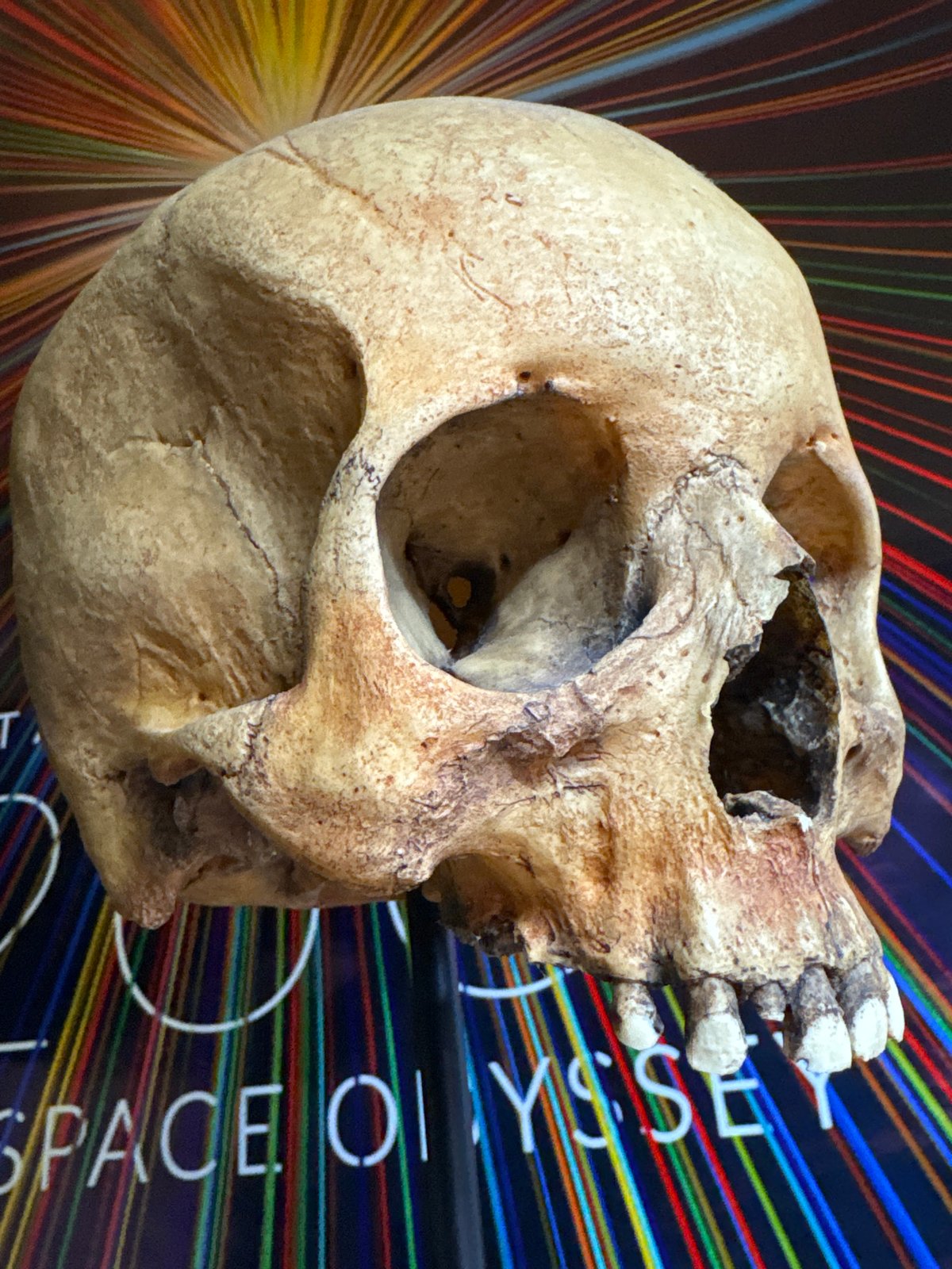 Human skull replica observed in Les, Russia