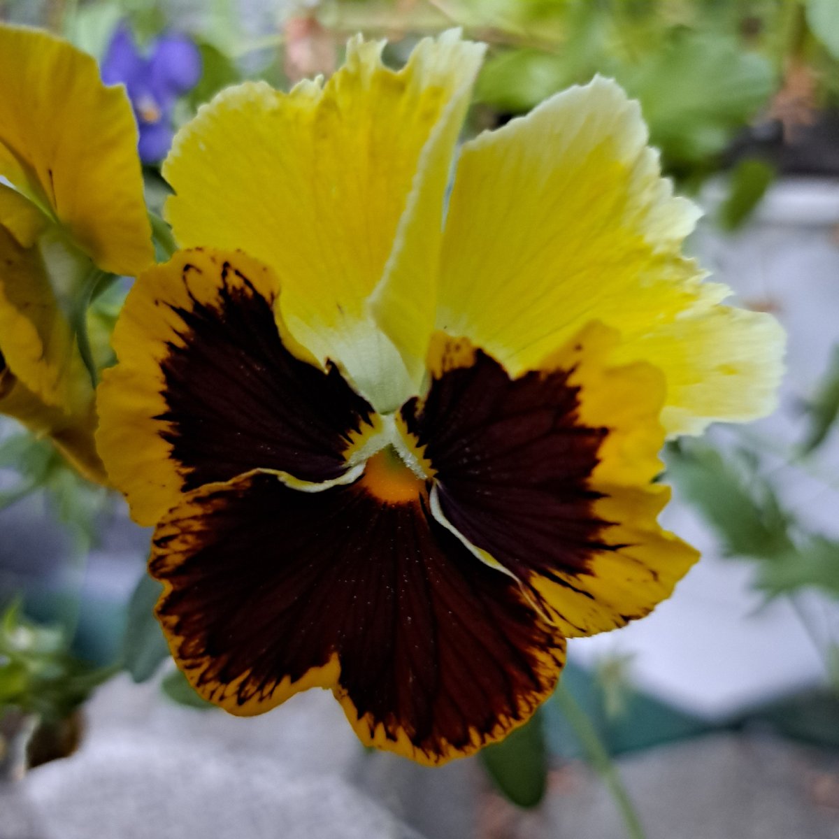 Close-up garden florals: hydrangeas, pansies, and clematis in bloom