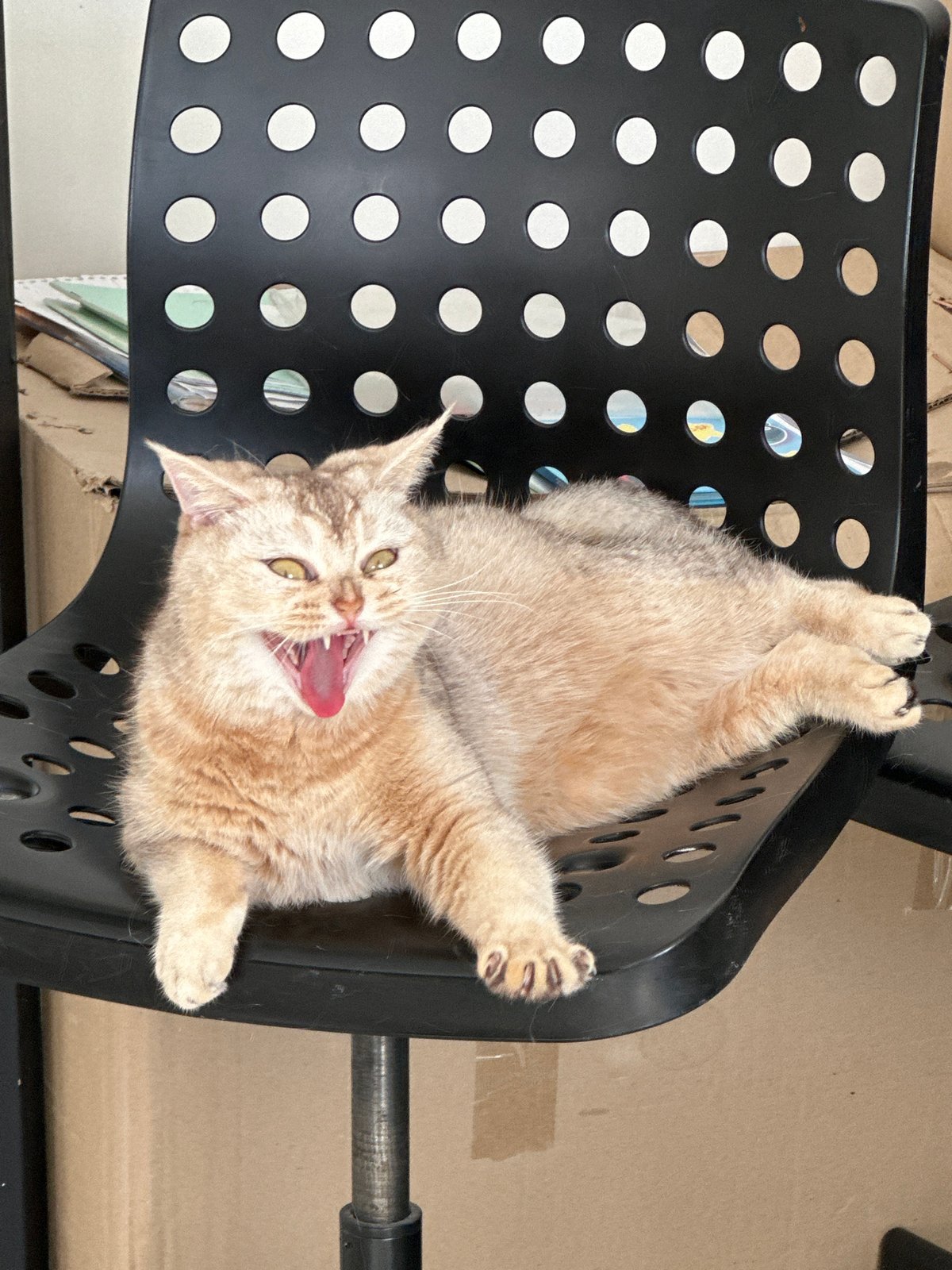 Cat lounges in office chair, woman rests nearby
