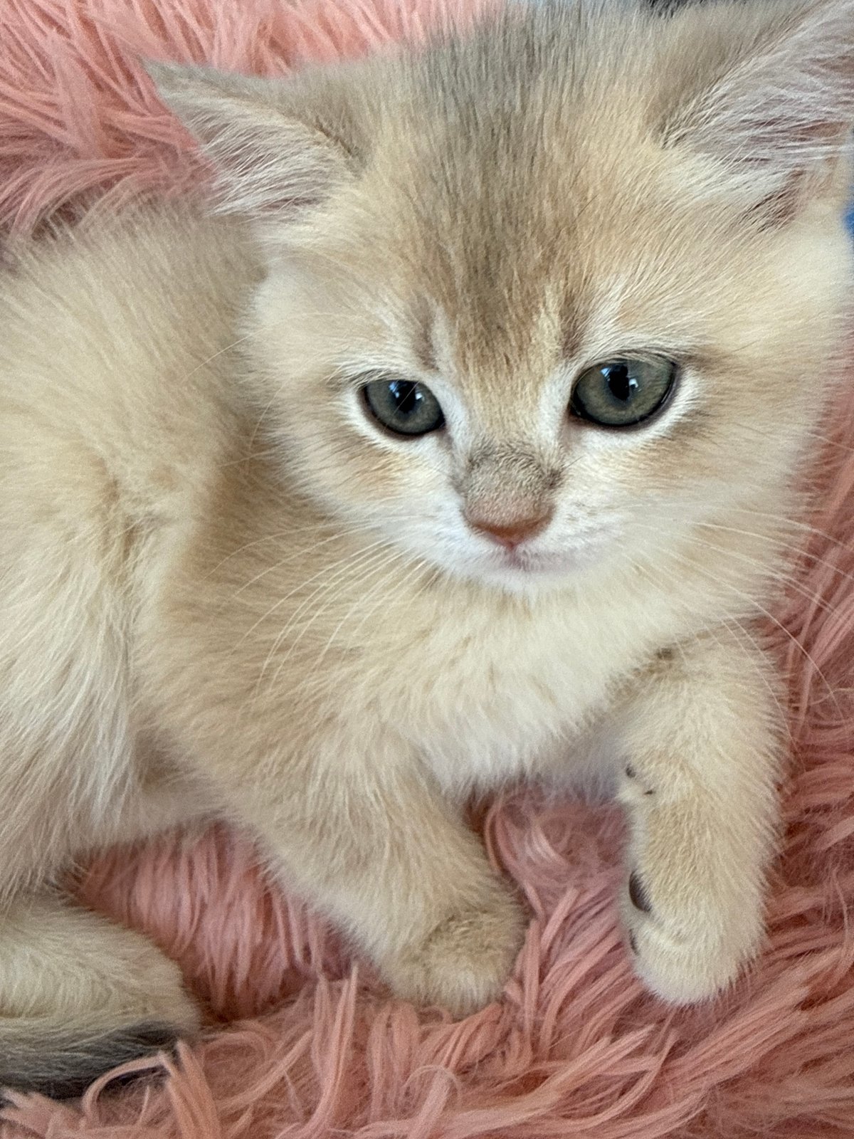 Cats and kittens rest on soft surfaces in Yurukovo
