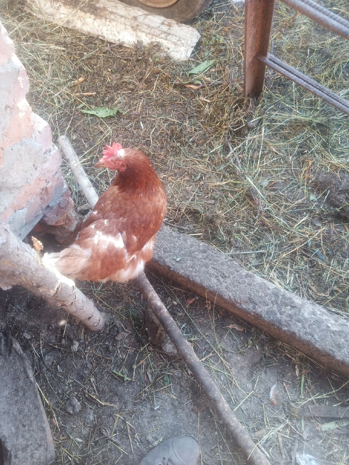 Farmyard life and clutter in rural Yarmolyntsi, Ukraine