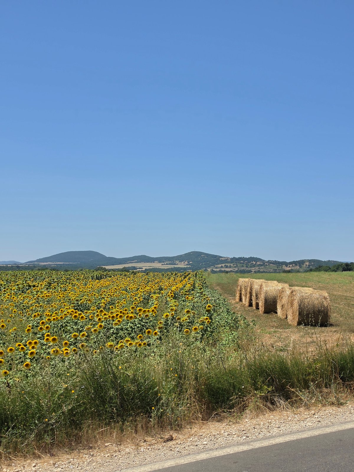 Summer harvest drive through sunflower and hay country