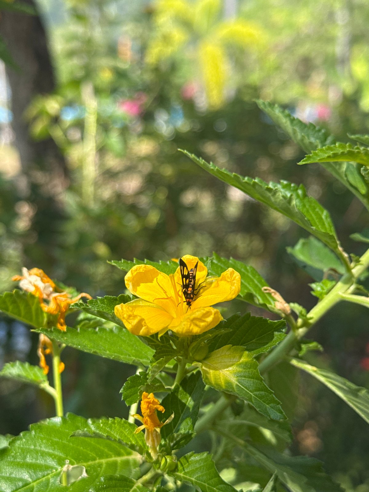 Morning nature photography captures flowers and pond in Patong