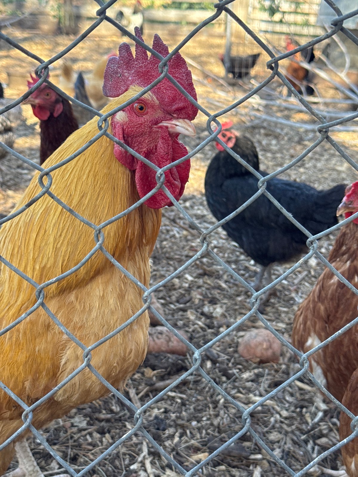 Multi-colored chickens observed in Boulder coop through wire fence
