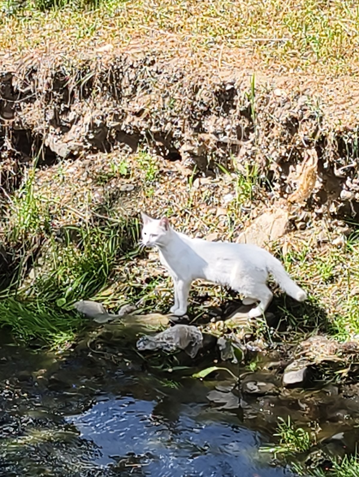 Morning stroll captured along Alushta stream with cat, flowers