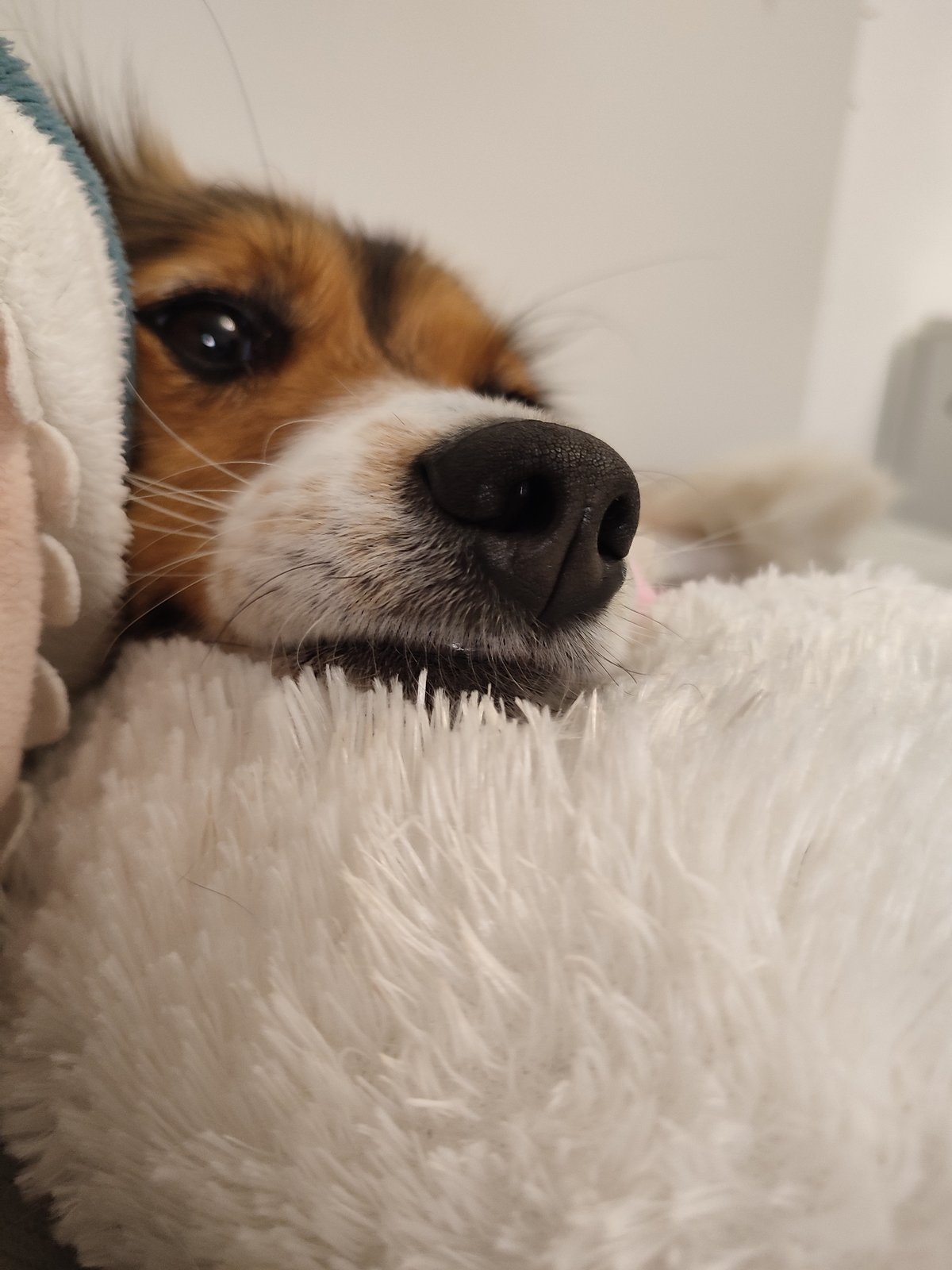 Dog lounging on a cozy bed, yawning among stuffed animals