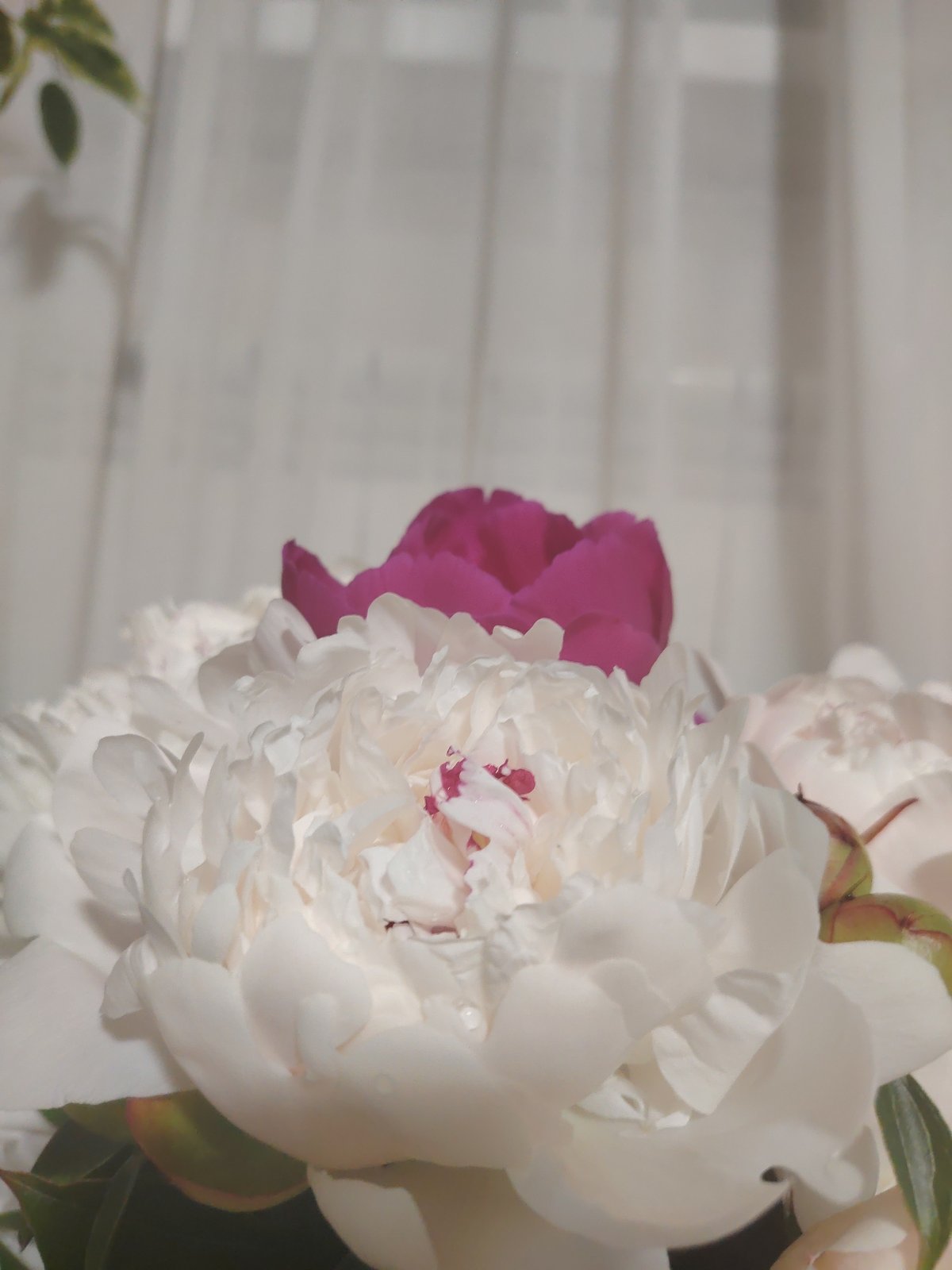 Peony photography session with cake spread in Yekaterinburg