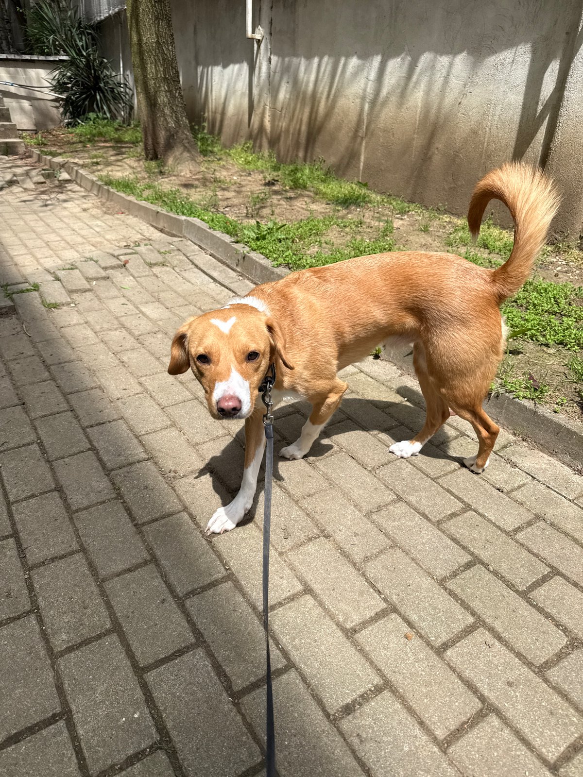 Morning dog walk with protein shake in Sofia