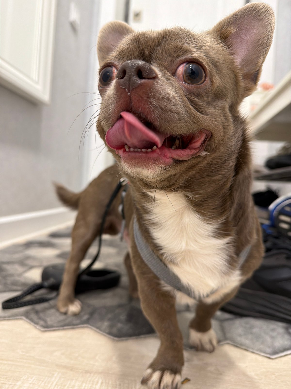 Chihuahua in harness photographed panting indoors in Votkinsk, Russia
