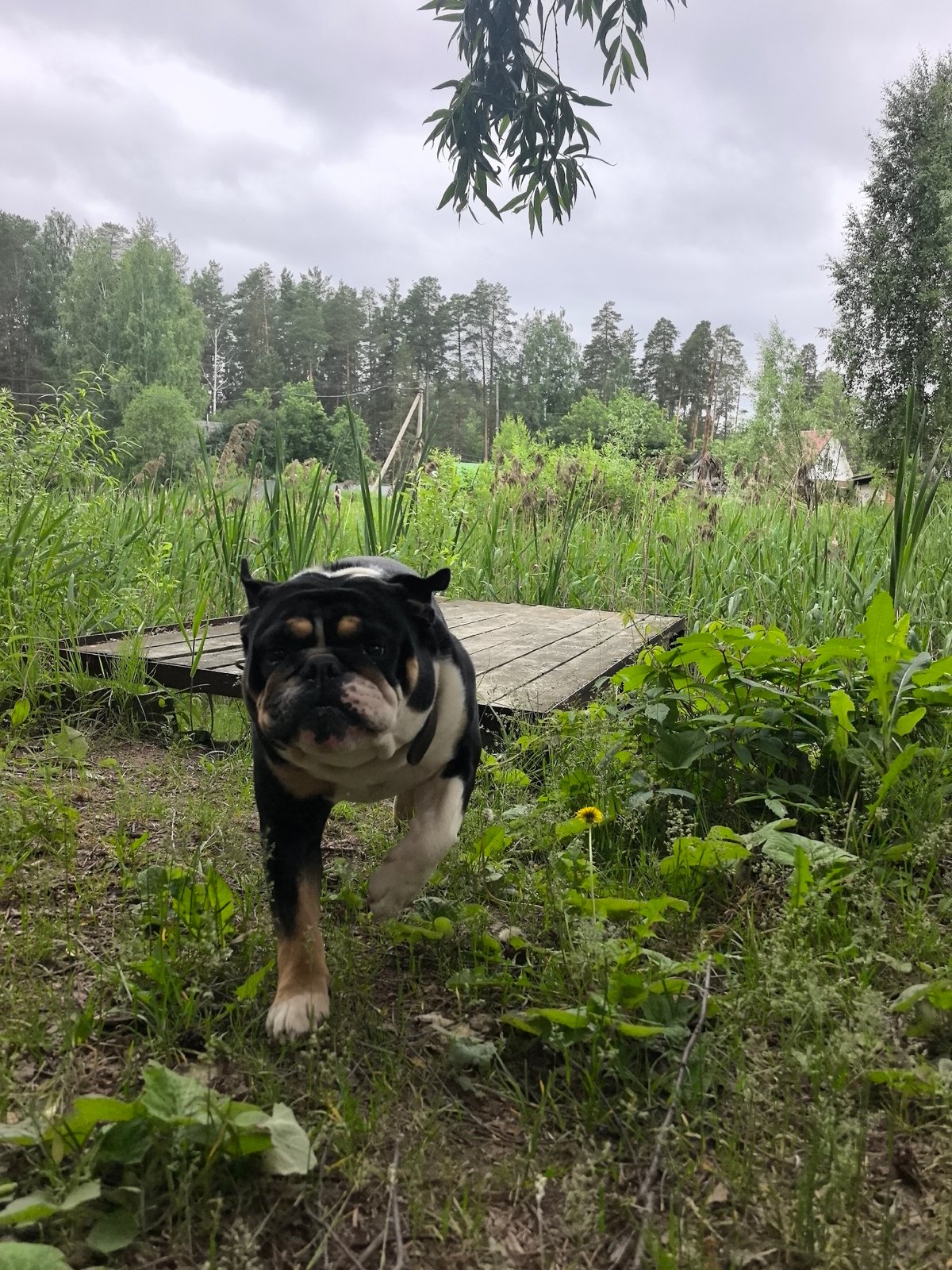 Morning moments captured in rural Noviy: woman, child, bulldog