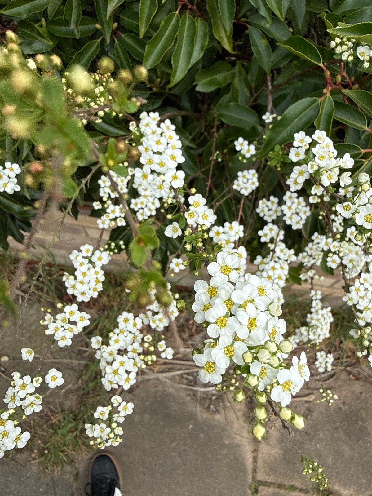 Spring scenes captured across Norfolk: flowers bloom, palms sway