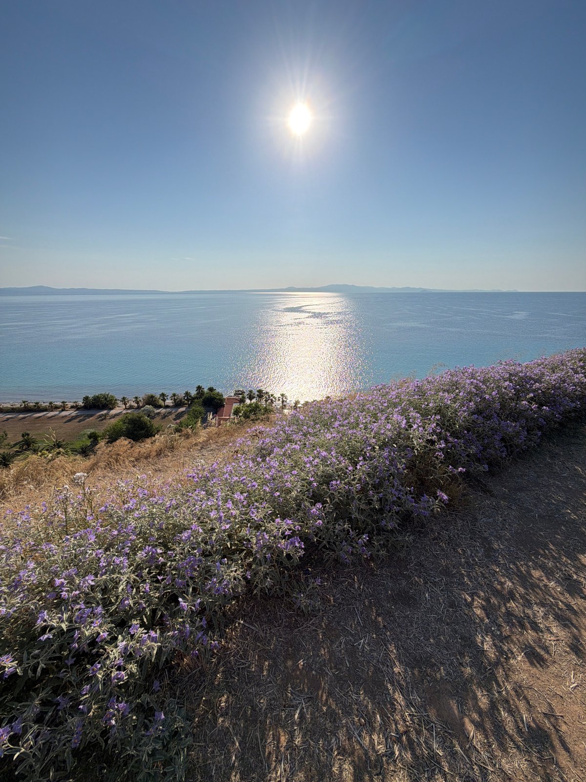 Sunlit hilltop morning on the Kassandra coast, Aegean views