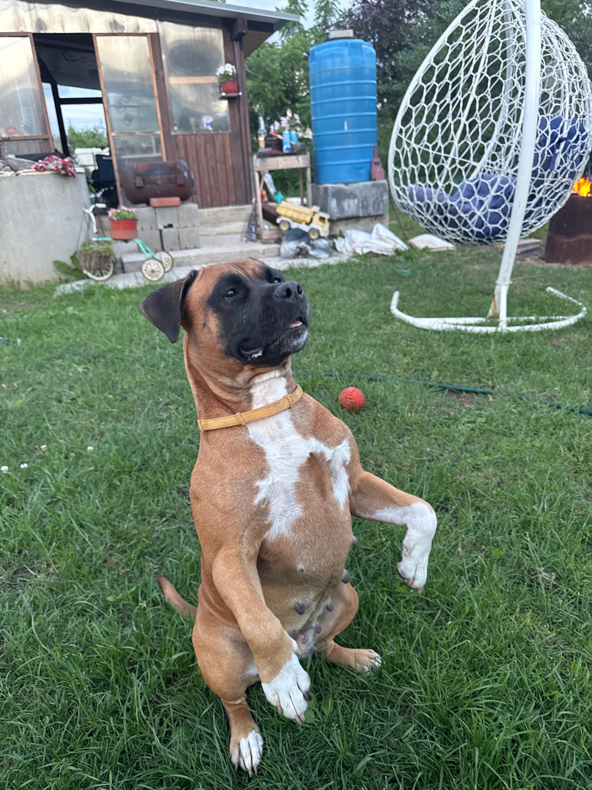 Backyard cookout in Chaikovsky with a boxer dog stealing the show