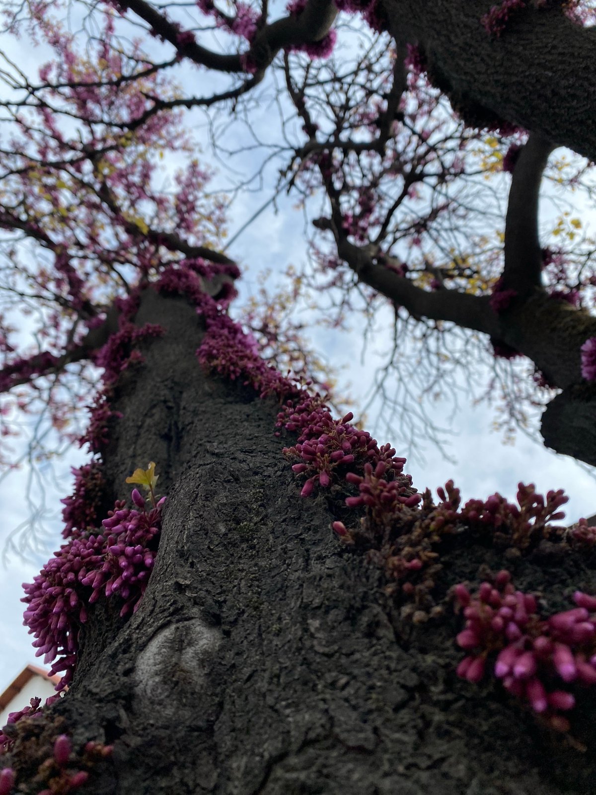 Spring blooms documented at Gelendzhik park promenade
