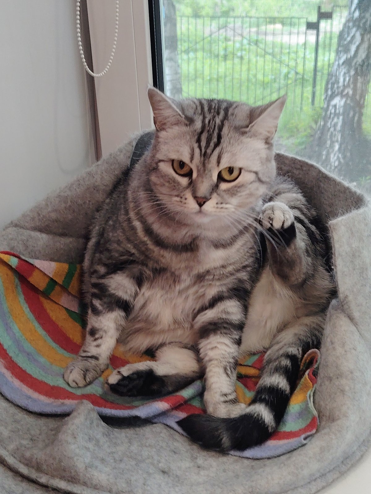 Cats observed napping on cushions during afternoon rest period