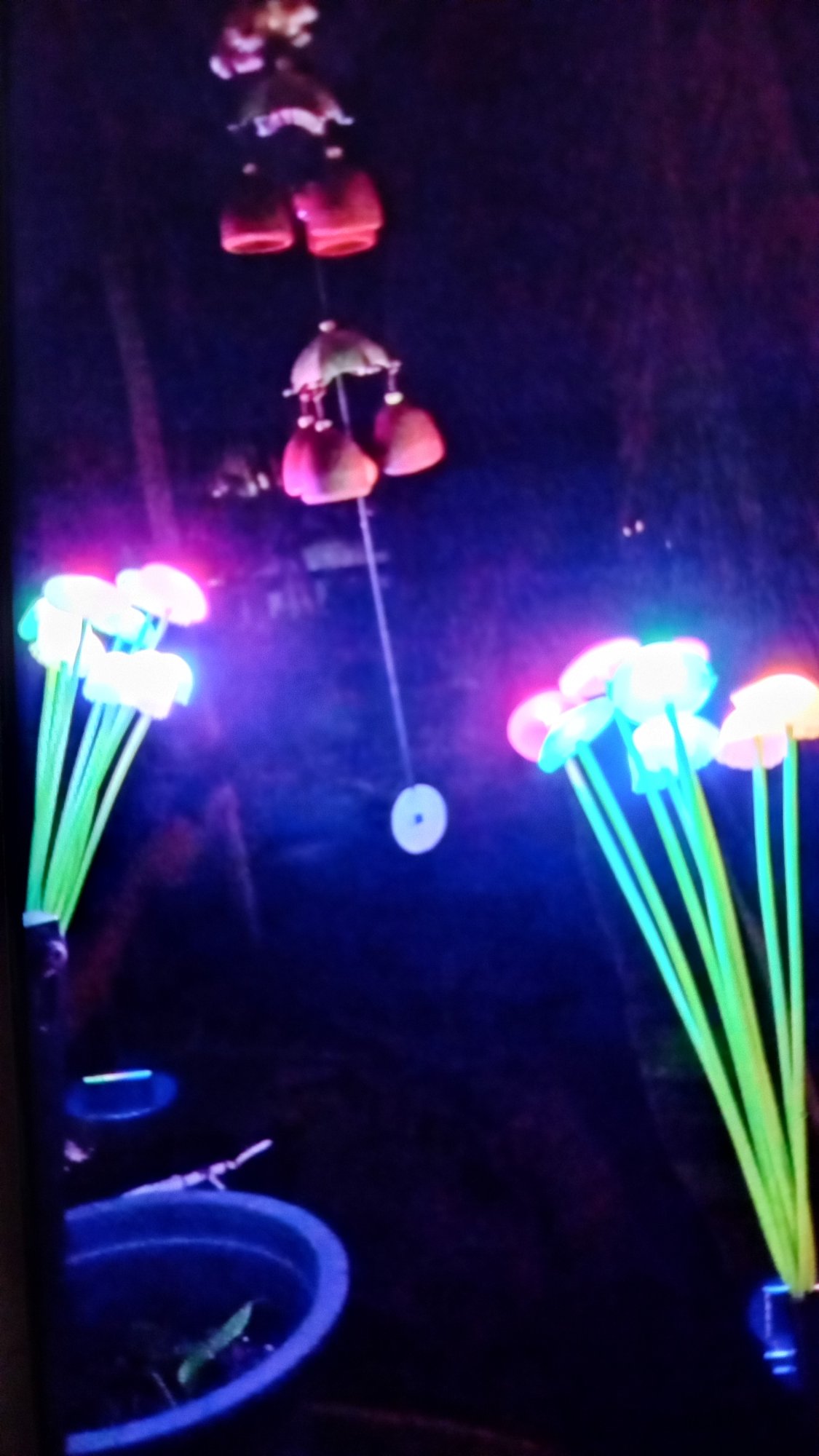 Illuminated jellyfish display observed at Koh Phangan aquarium exhibition