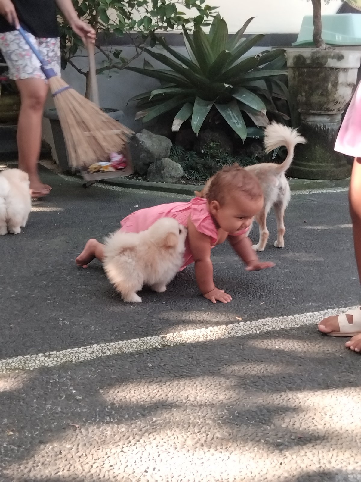 Toddler in pink dress plays with two fluffy dogs outdoors