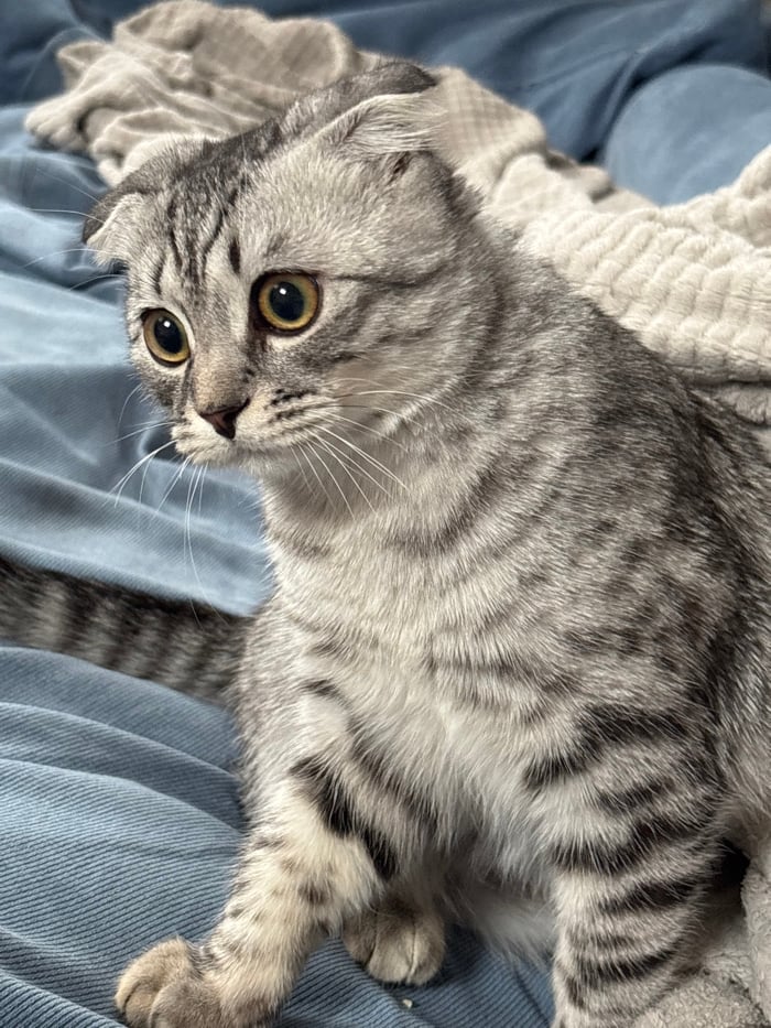 Scottish Fold cat captured in multiple poses around Perm home