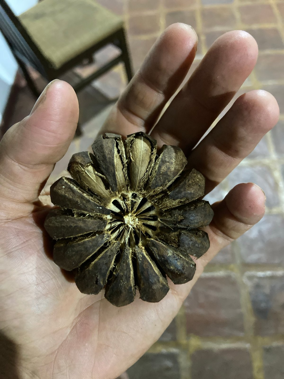 Person holds dried botanical specimen in Los Velásquez, Venezuela