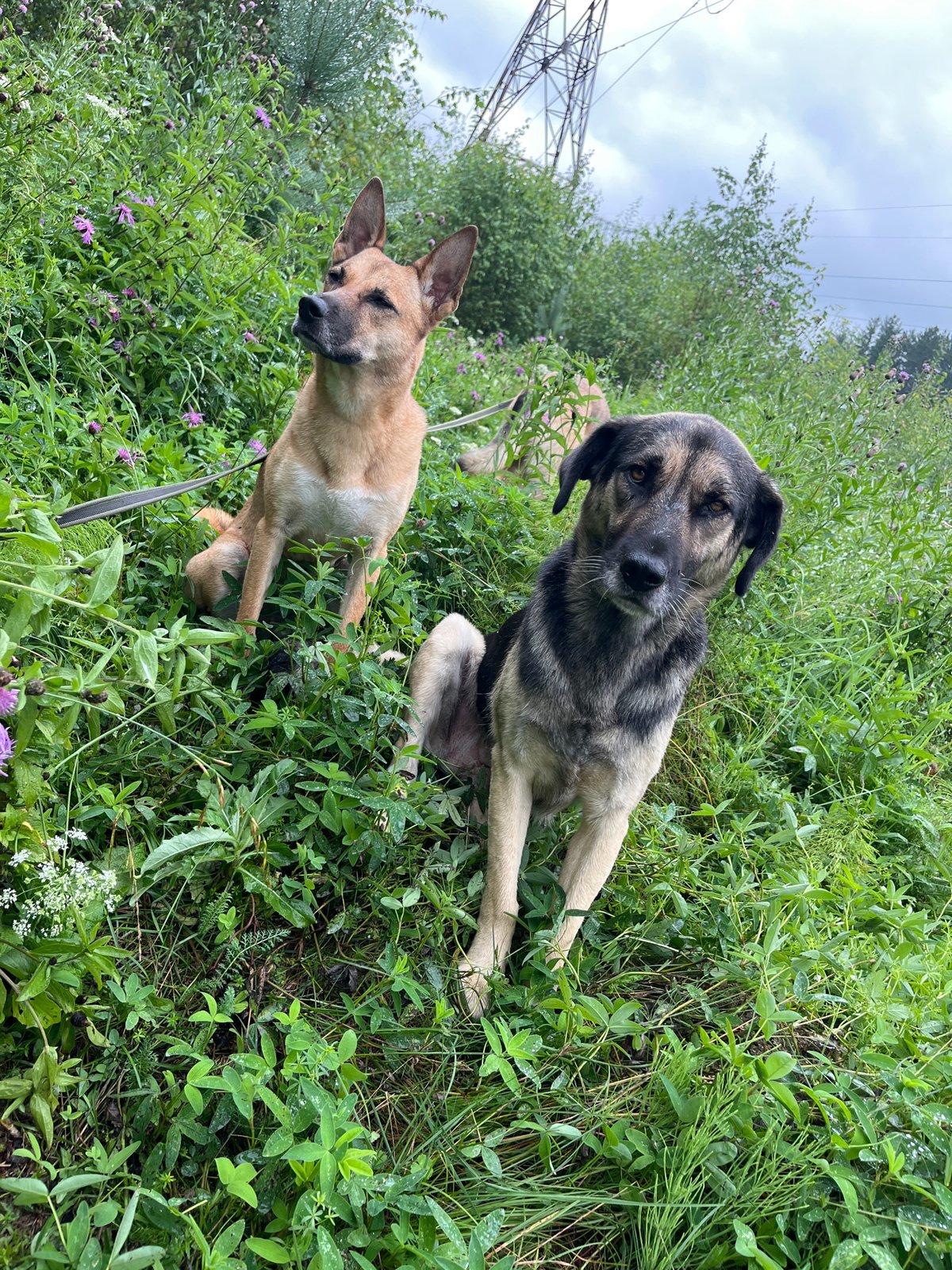 Dogs roam rain-soaked forest trails near Nizhny Tagil