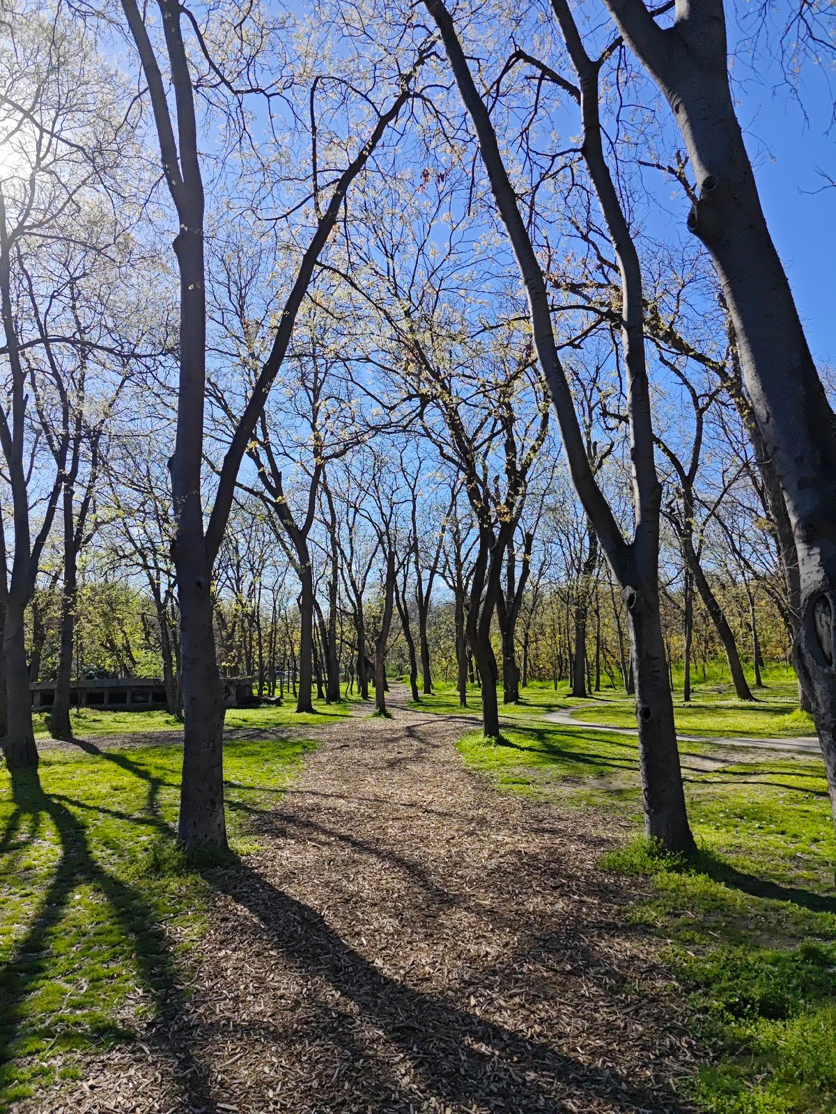 Spring arrives at Plovdiv park with budding trees, green grass