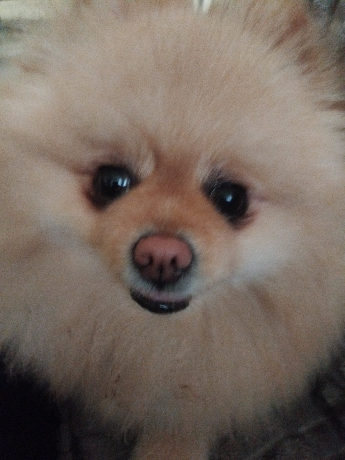 Pomeranian dog photographed up close in Apriltsi, Bulgaria