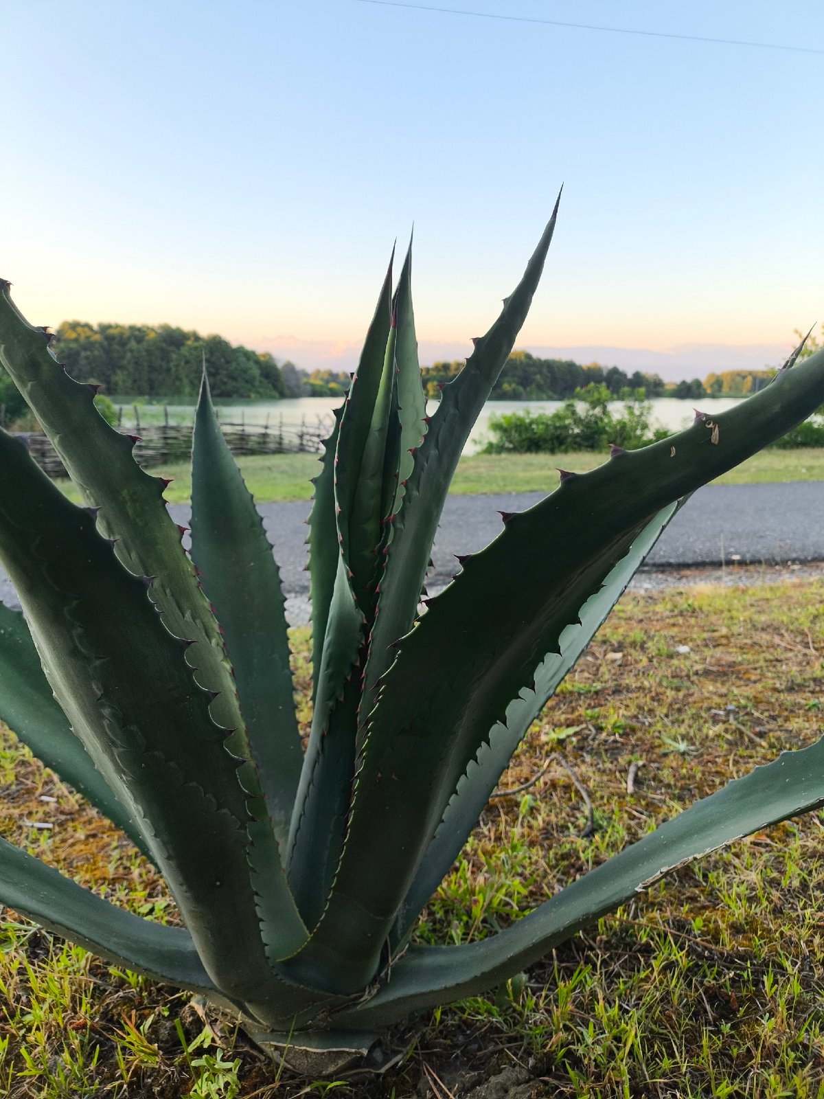 Lakeside sunset and wildflowers in Abkhazia