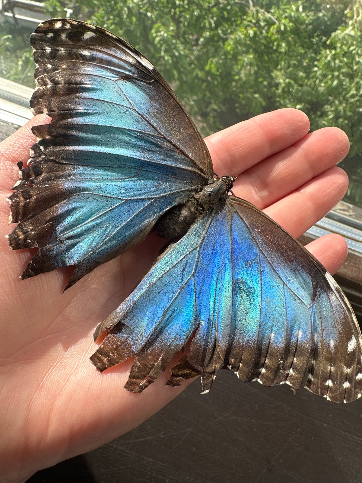 Person handles dead butterfly, cleans windows in Chaikovsky