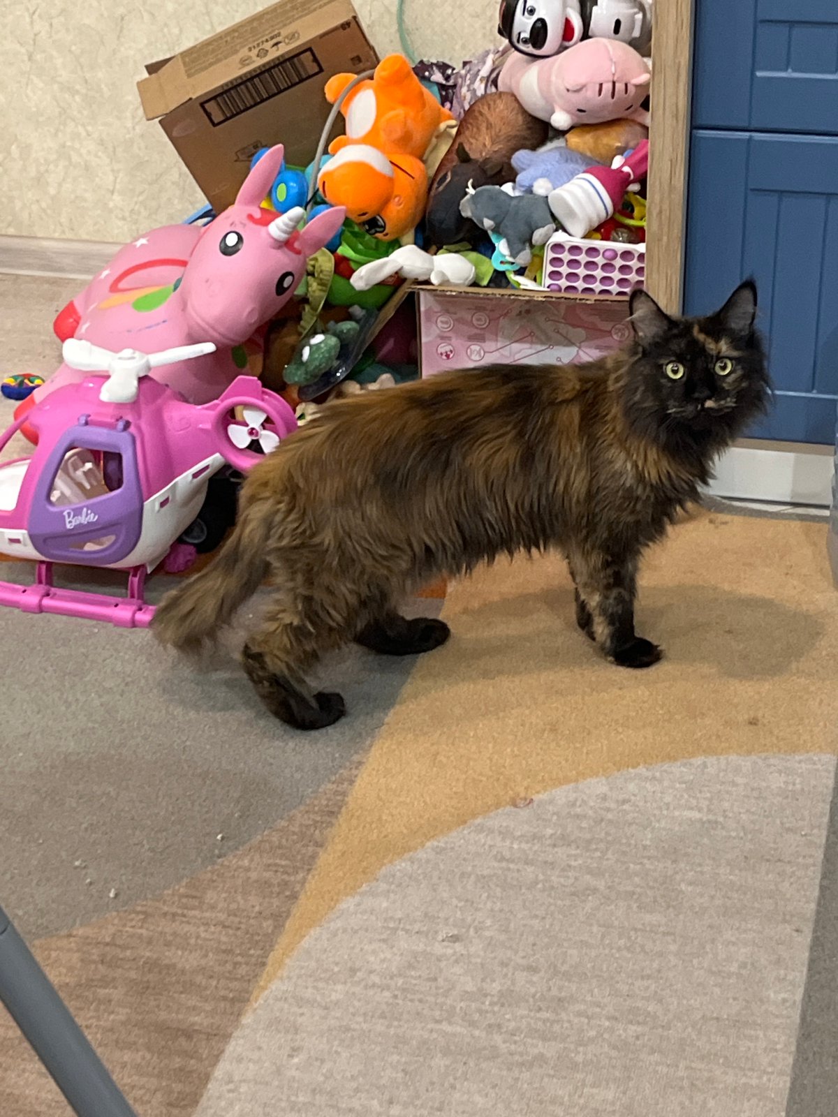 Tortoiseshell cat documented in Tyumen home over one hour