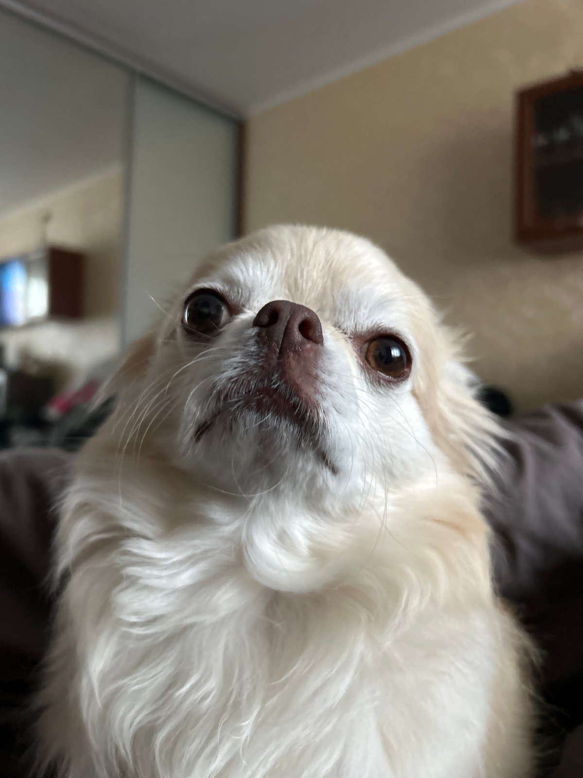 Sleepy Chihuahua photographed twice in Moskovskiy