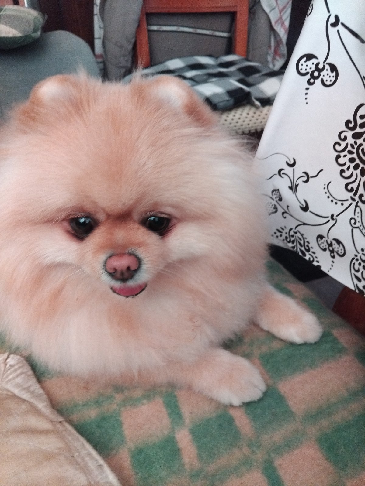 Pomeranian dog photographed napping on cushions in Bulgarian town