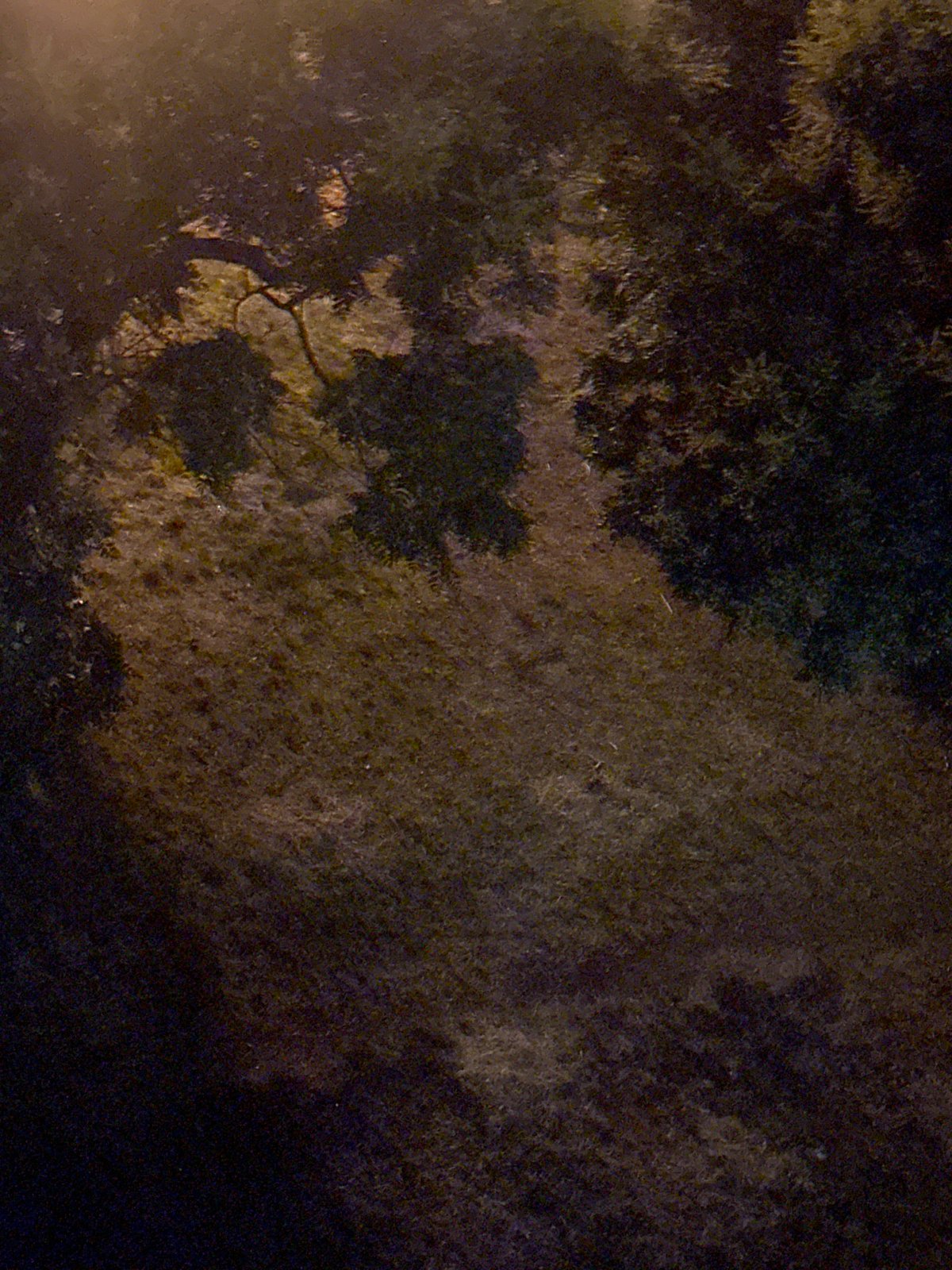 Ducks, construction, and evening scenes across one afternoon
