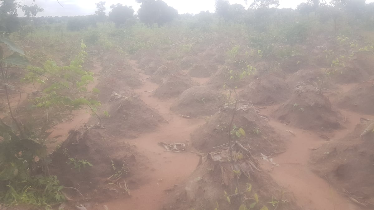 Mixed crop farming in Wukari, Nigeria, mid-season