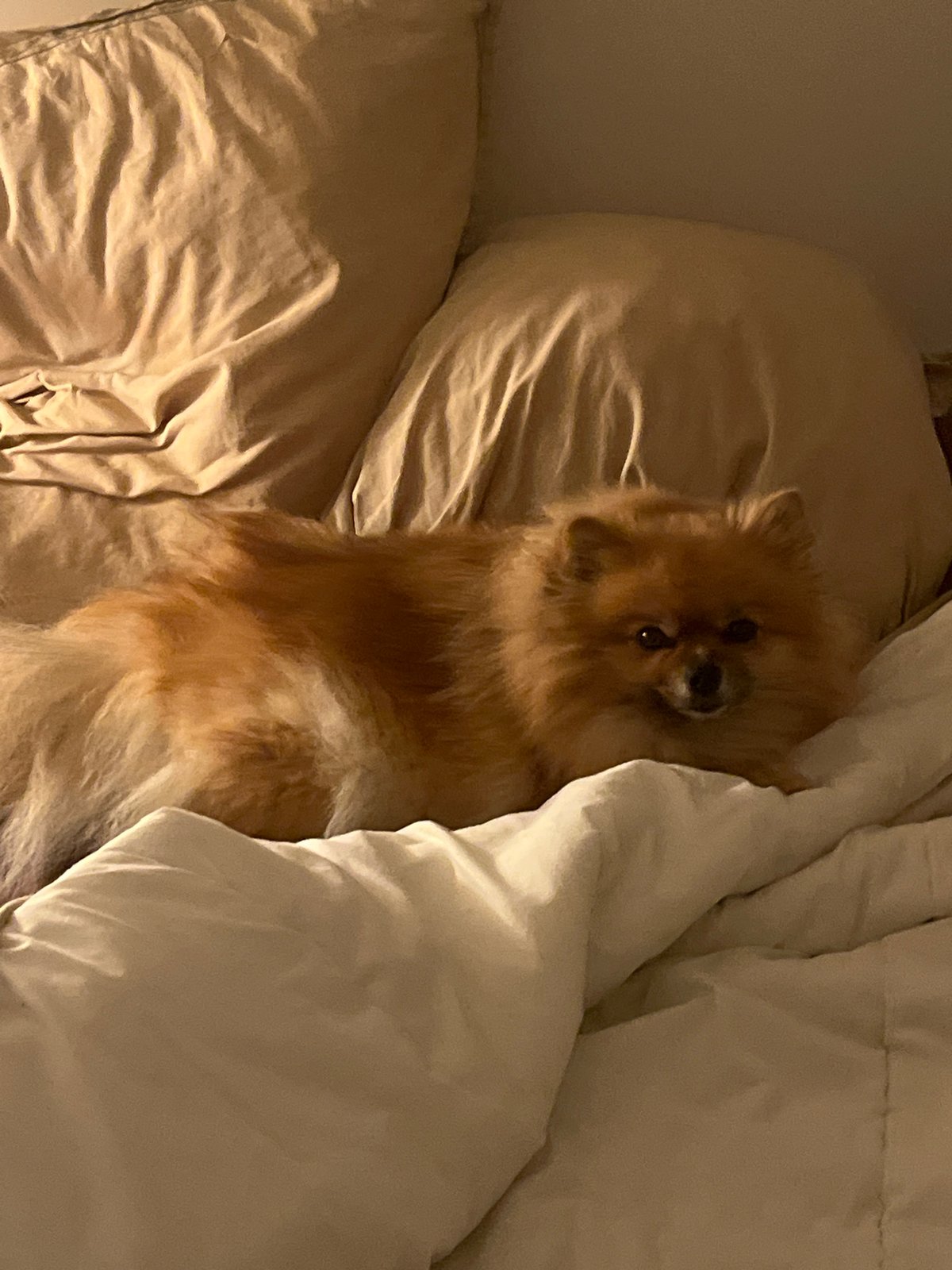 Woman and small dog rest together in Chambœuf bedroom