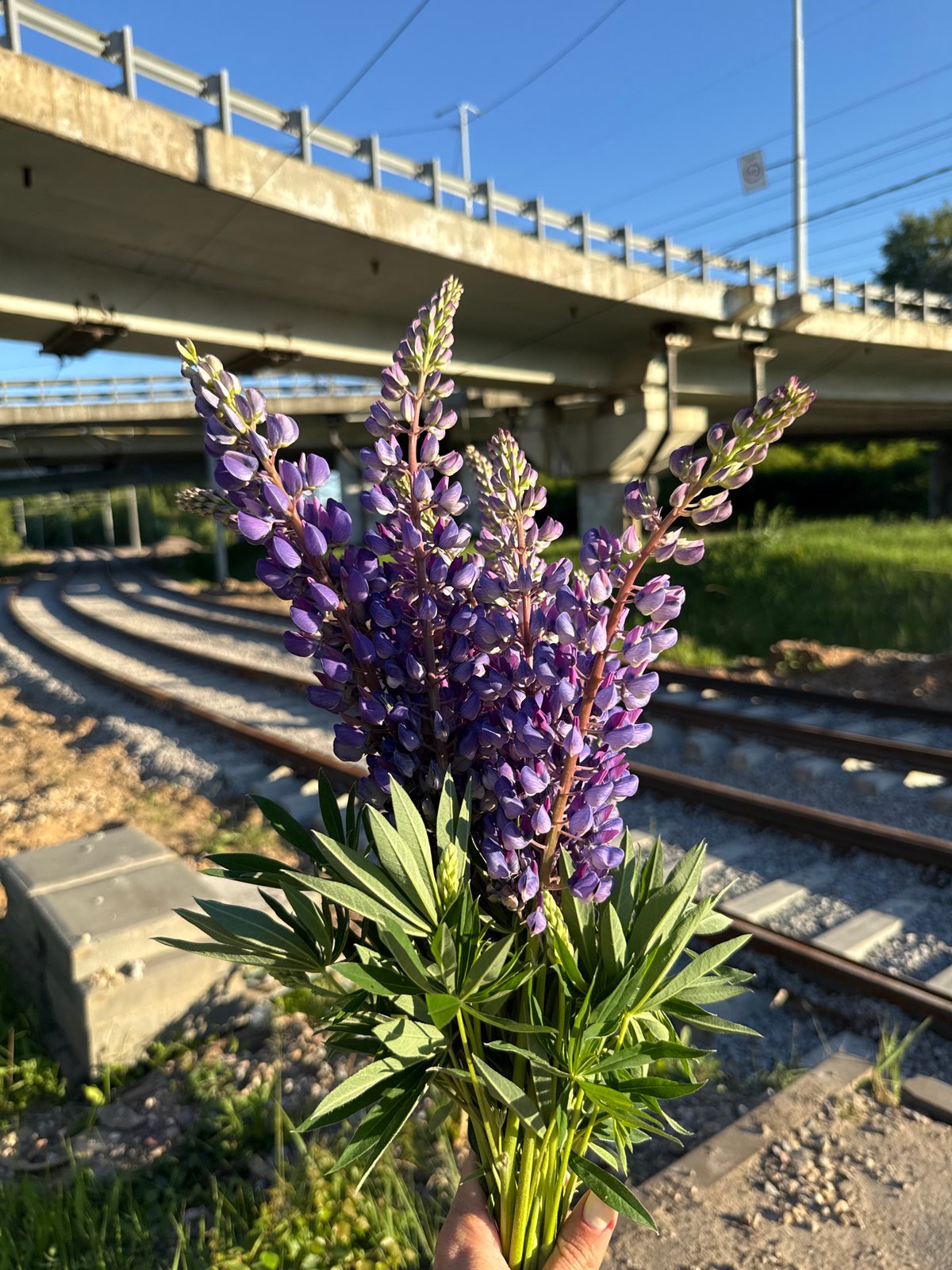 Purple lupine bouquet captured in industrial Rusanovo, Russia